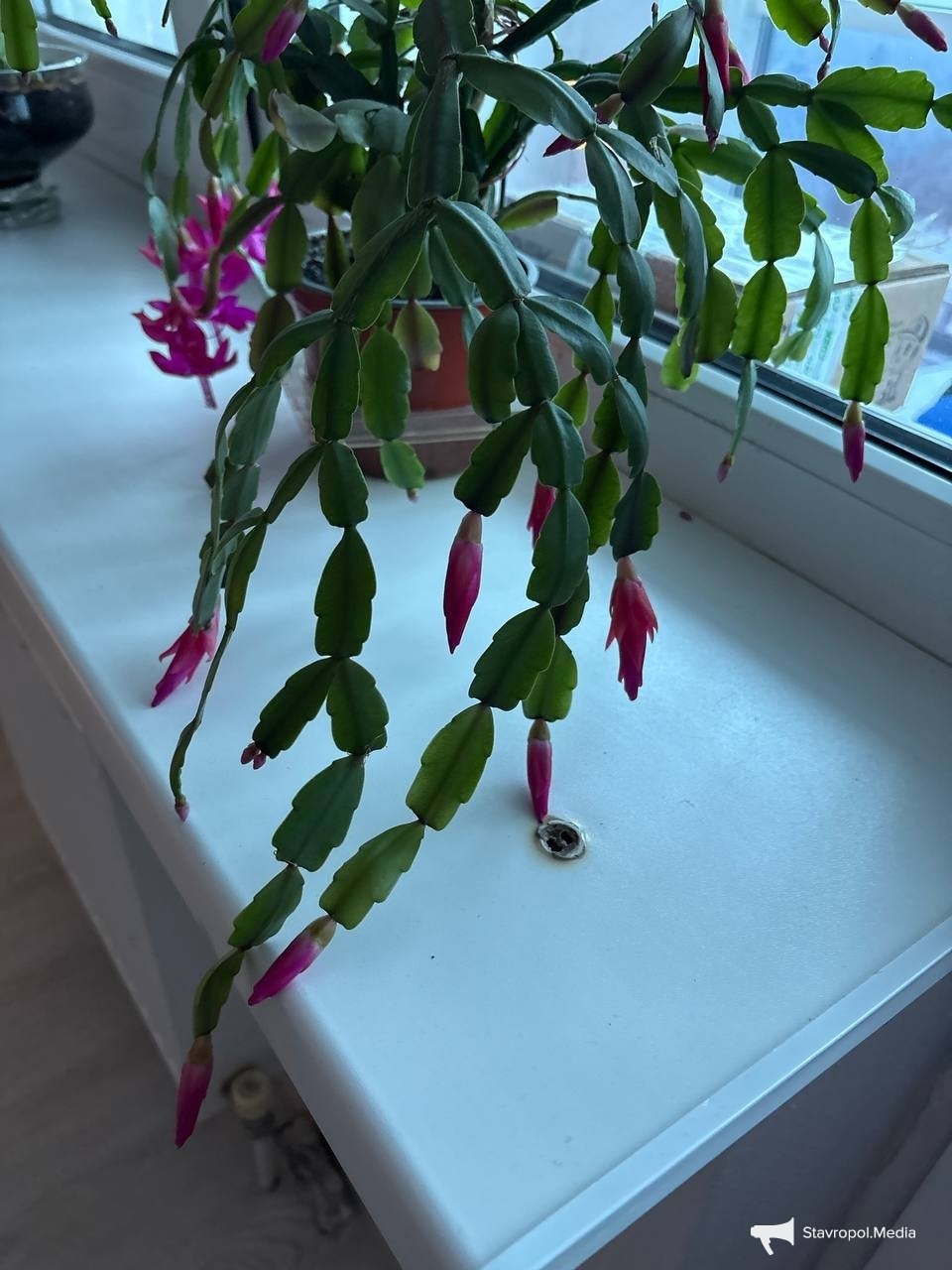 ИА Stavropol.Media