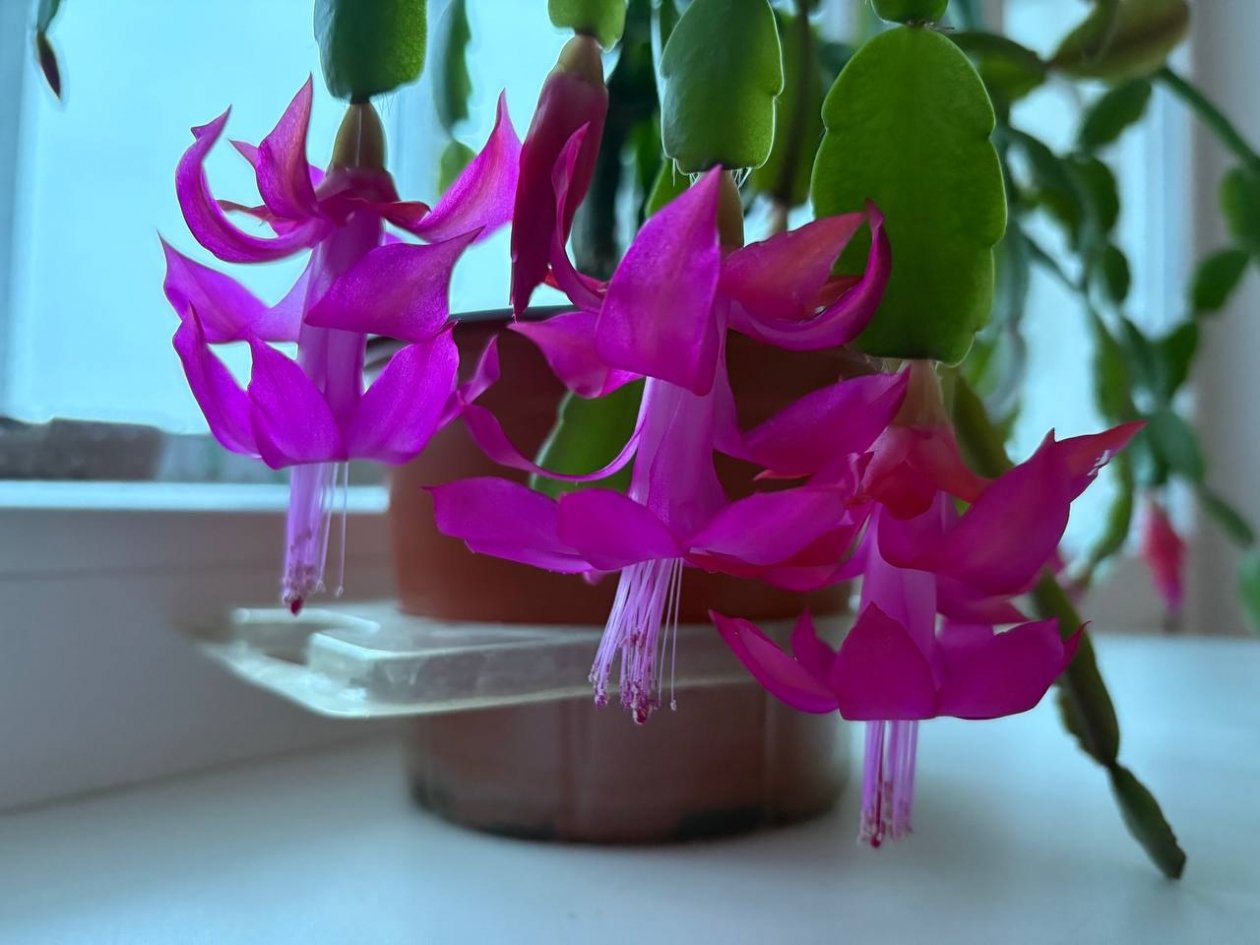 Всего 1 фрукт - и декабрист сразу &quotнадел&quot цветочный наряд: даже чахлый кустик ожил ИА Stavropol.Media