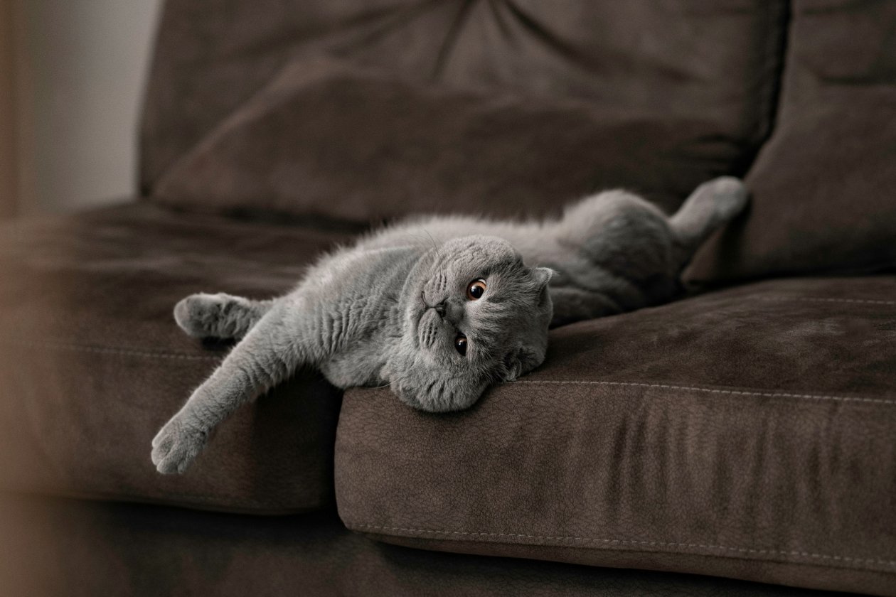 5 удивительных фактов о шотландских кошках İsmail Hamza Polat / unsplash