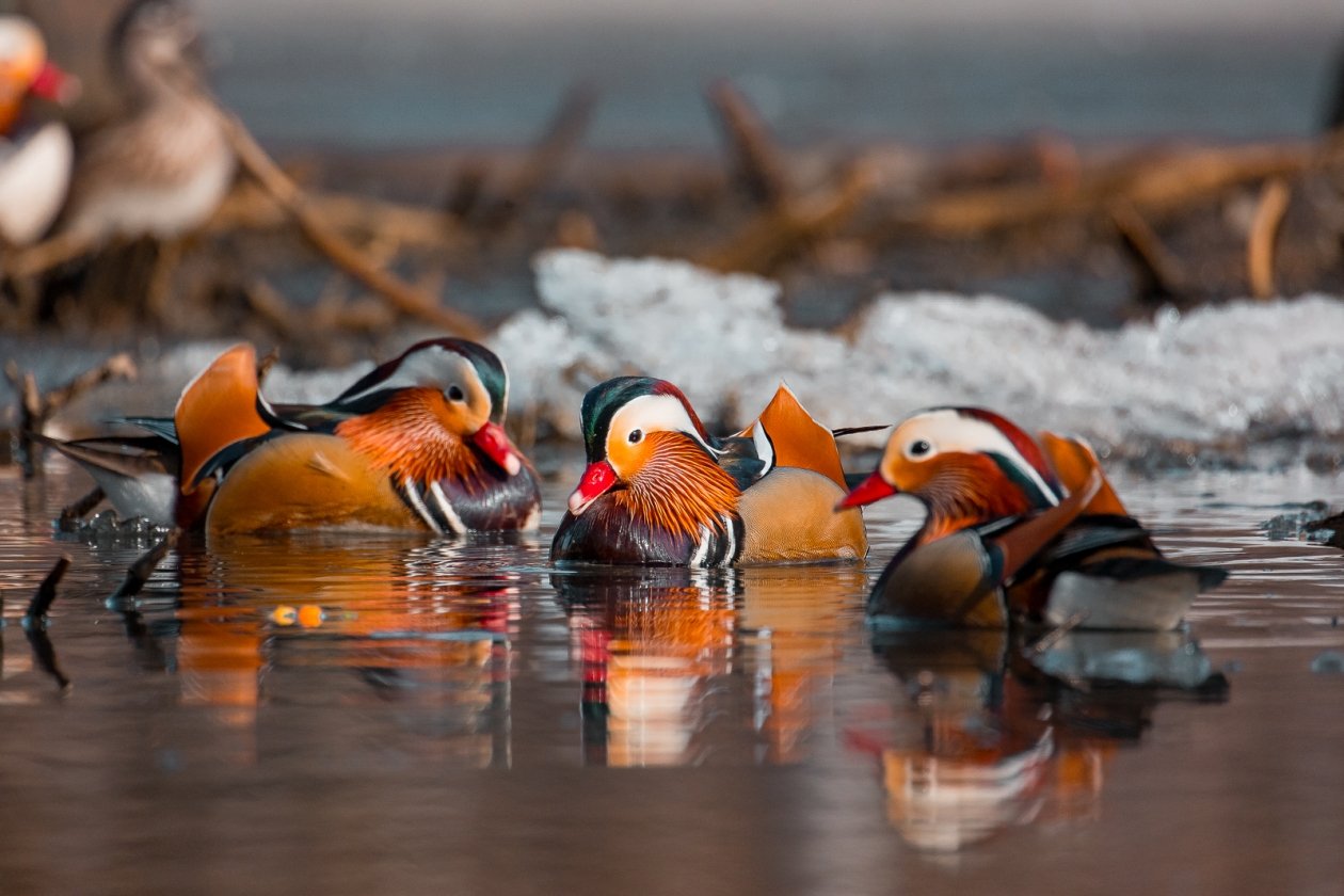 Россиянам рассказали, как правильно подкармливать птиц зимой Илья Аверьянов, ИА PrimaMedia.ru