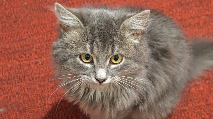 5 действий хозяина, которые сокращают жизнь кошке: должен знать каждый ИА Stavropol.Media