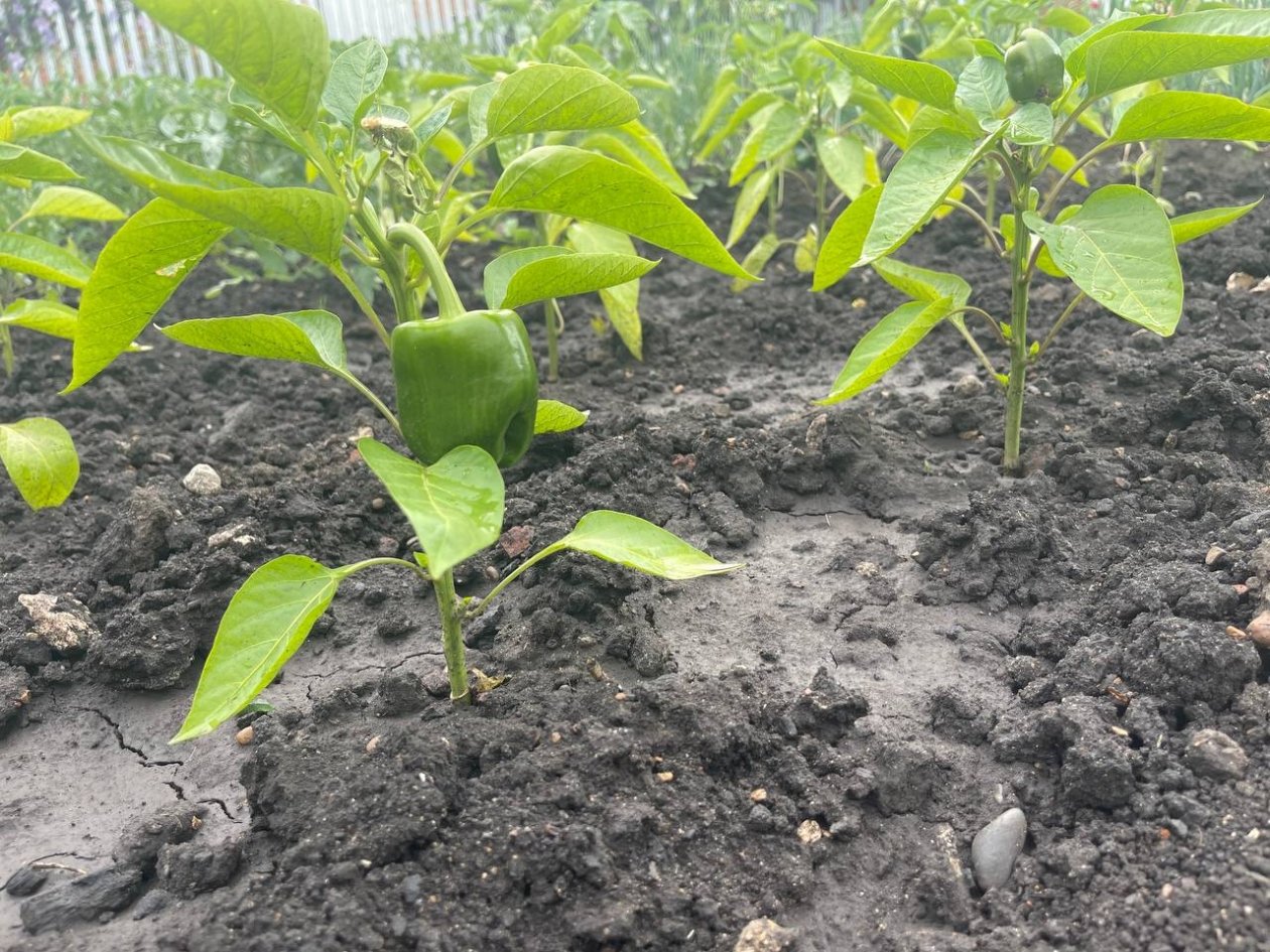 Семена беру только из перцев-девочек: как отличить перцев-девочек от перцев-мальчиков - список ИА StavropolMedia
