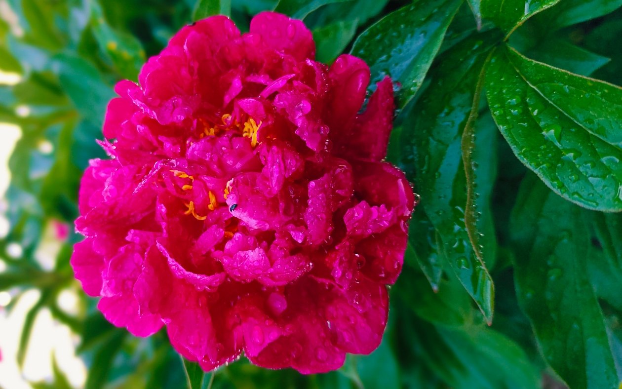 Пион Автора