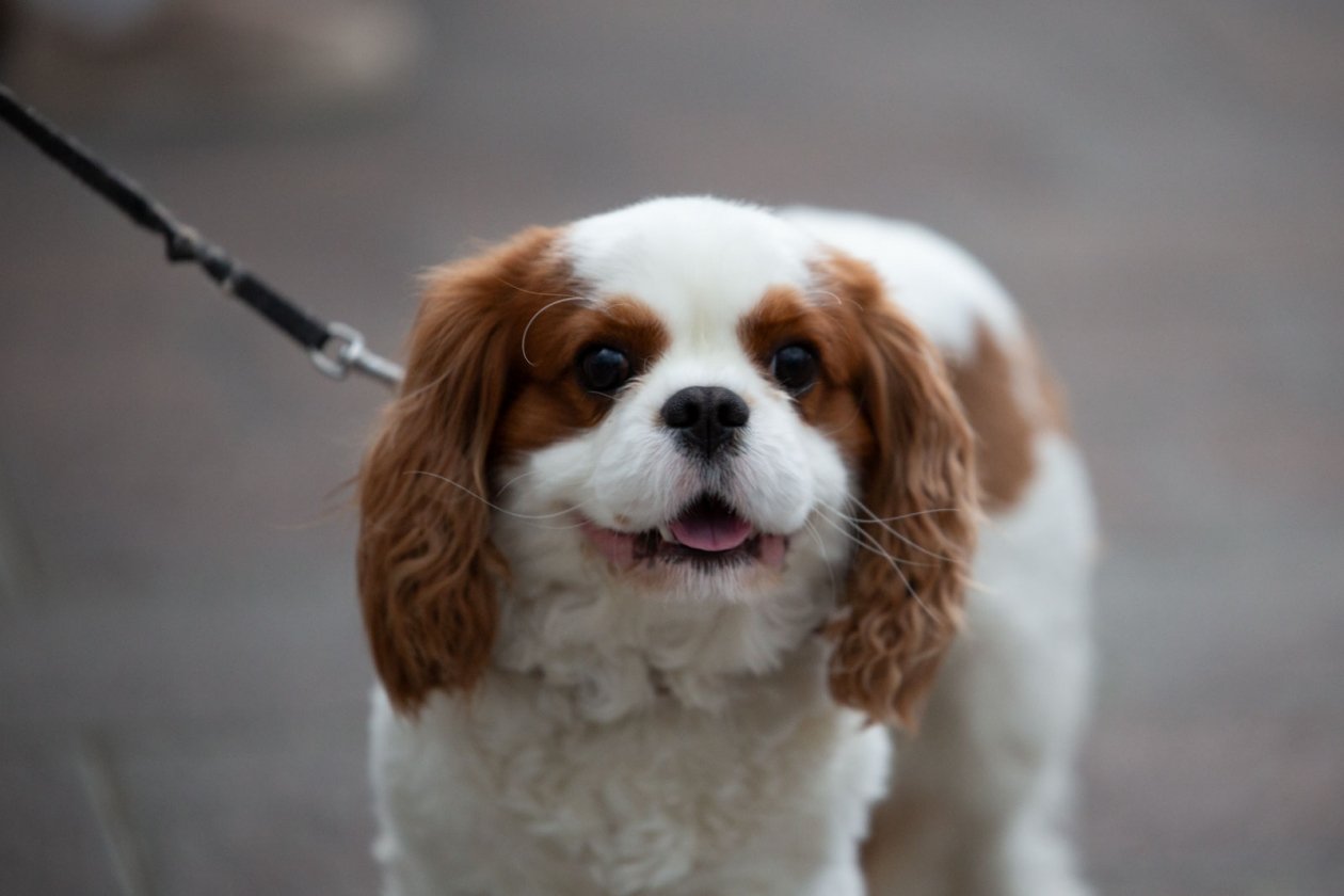 Эта собака увидит ваших внуков: 4 породы долгожителей - даже черепахи столько не живут ИА Stavropol.Media