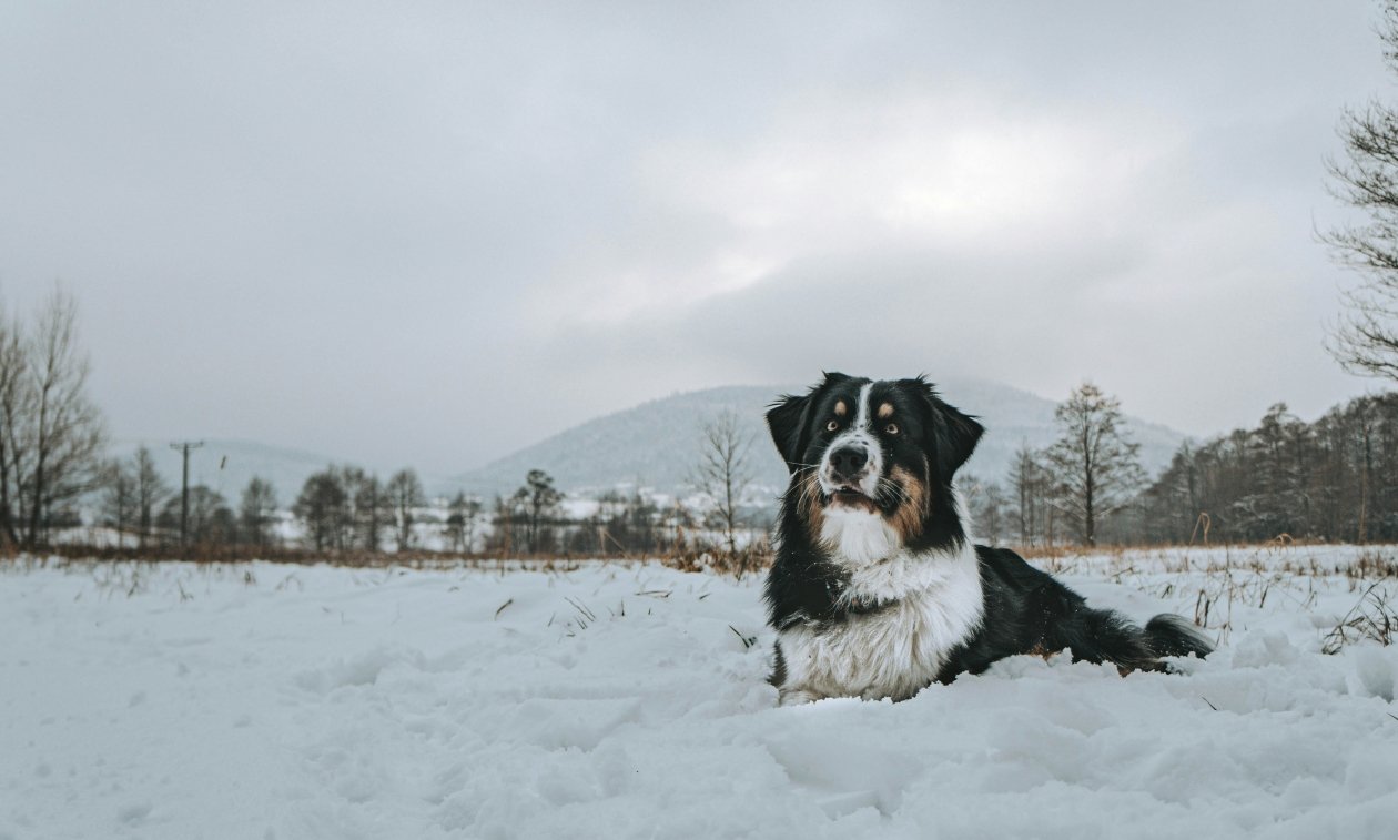 Эти гиганты не для слабаков: 3 породы огромных собак - не каждый осилит Zuzanna Bąk / unsplash