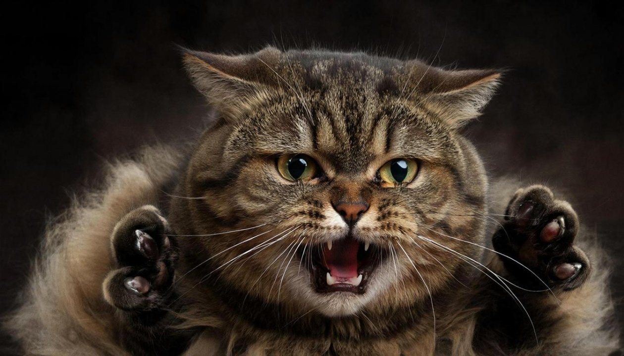 Не трогайте - сразу укусит: эти 3 кошки будут защищать хозяина до последнего когтя ИИ Kandinsky (18+)