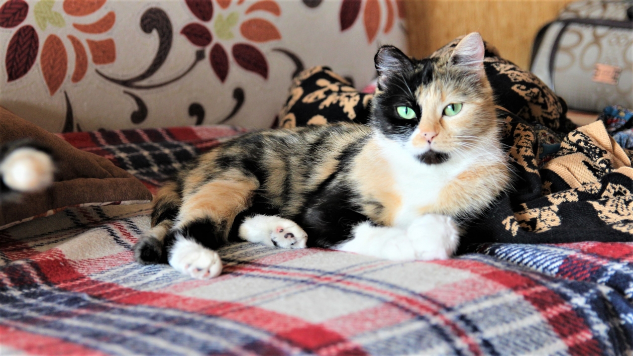 Белые &quotносочки&quot у кошки: то, что вы не знали о генетике и любви к пушистикам ИА EAOMedia