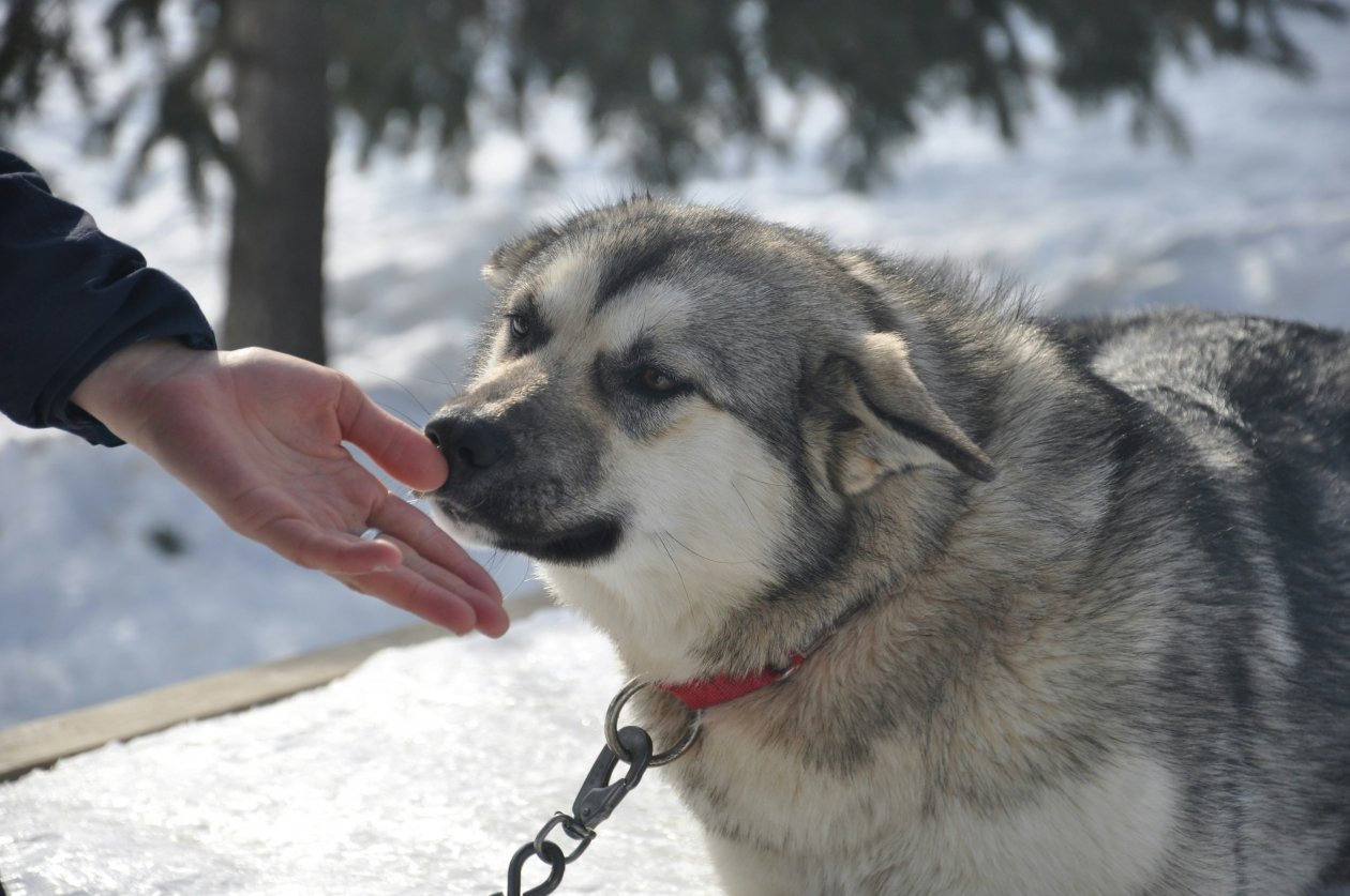 Эти 5 пород собак ненавидят, когда их гладят - будут мстить вечно Joseph Stalin / unsplash