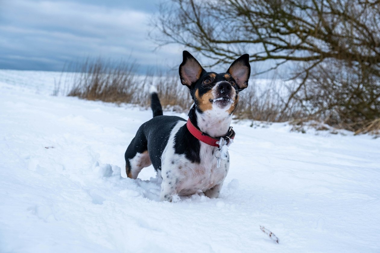 Какие 3 породы собак совсем не любят гулять по снегу - не вытащить на улице даже с поводком Krzysztof Płocha / unsplash