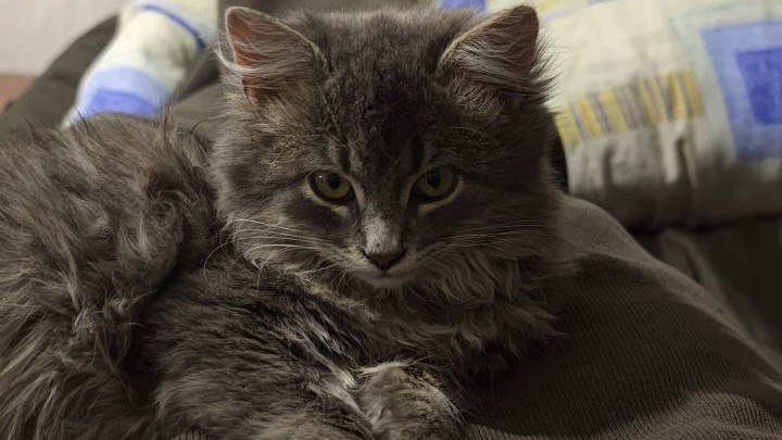 Кошка точно понимает, что вы ей говорите - вот как это понять: тайный язык ИА Stavropol.Media