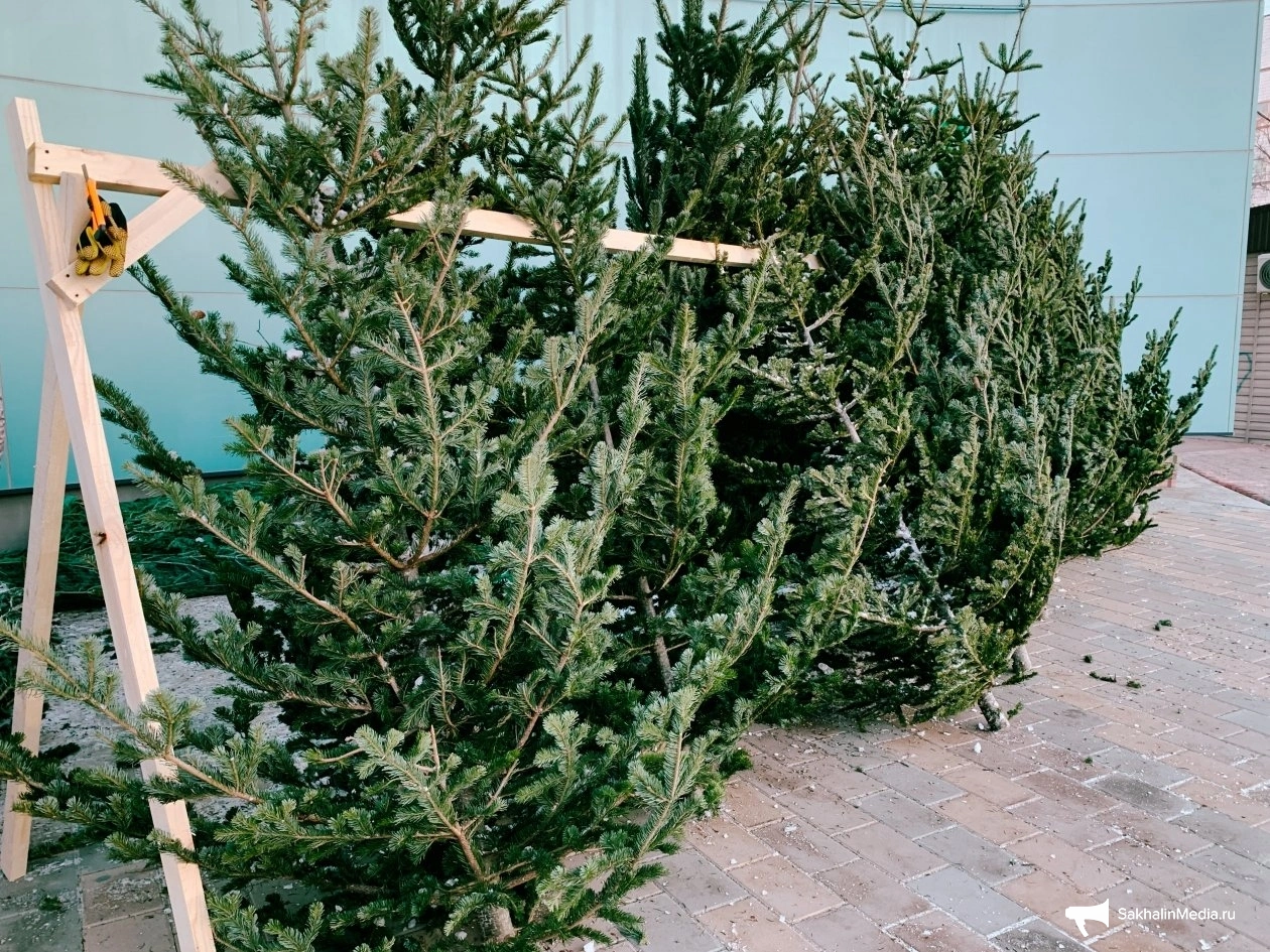 Анастасия Александрова, ИА SakhalinMedia