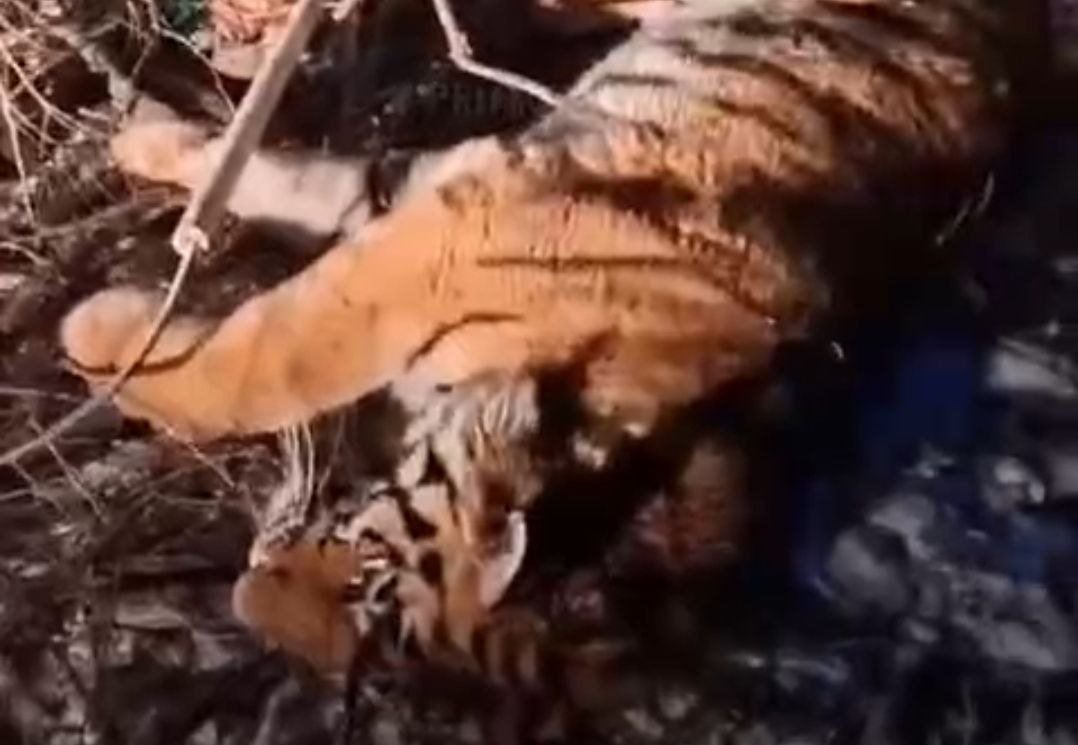 Отловили тигра тг-канал (18+) правительства Приморья