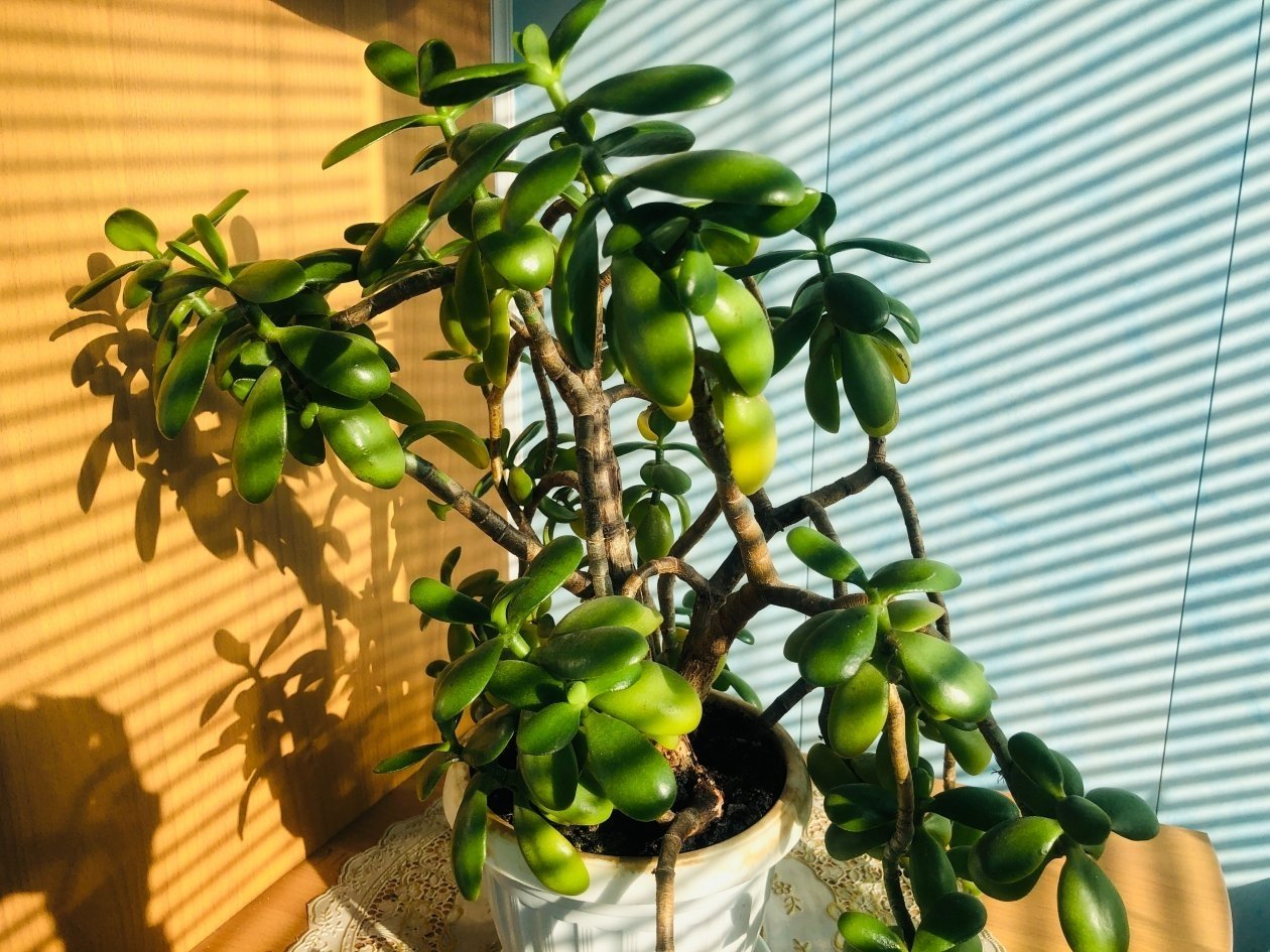 Как правильно ухаживать за денежным деревом, чтобы всегда водились деньги Инна Дюкарева ИА PrimaMedia