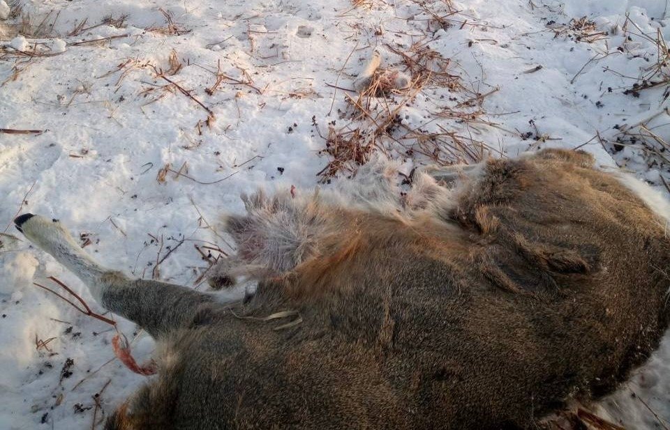 Браконьеры охотятся на сибирских косуль в Ангарском округе Пресс-служба Службы по охране и использованию объектов животного мира Иркутской области