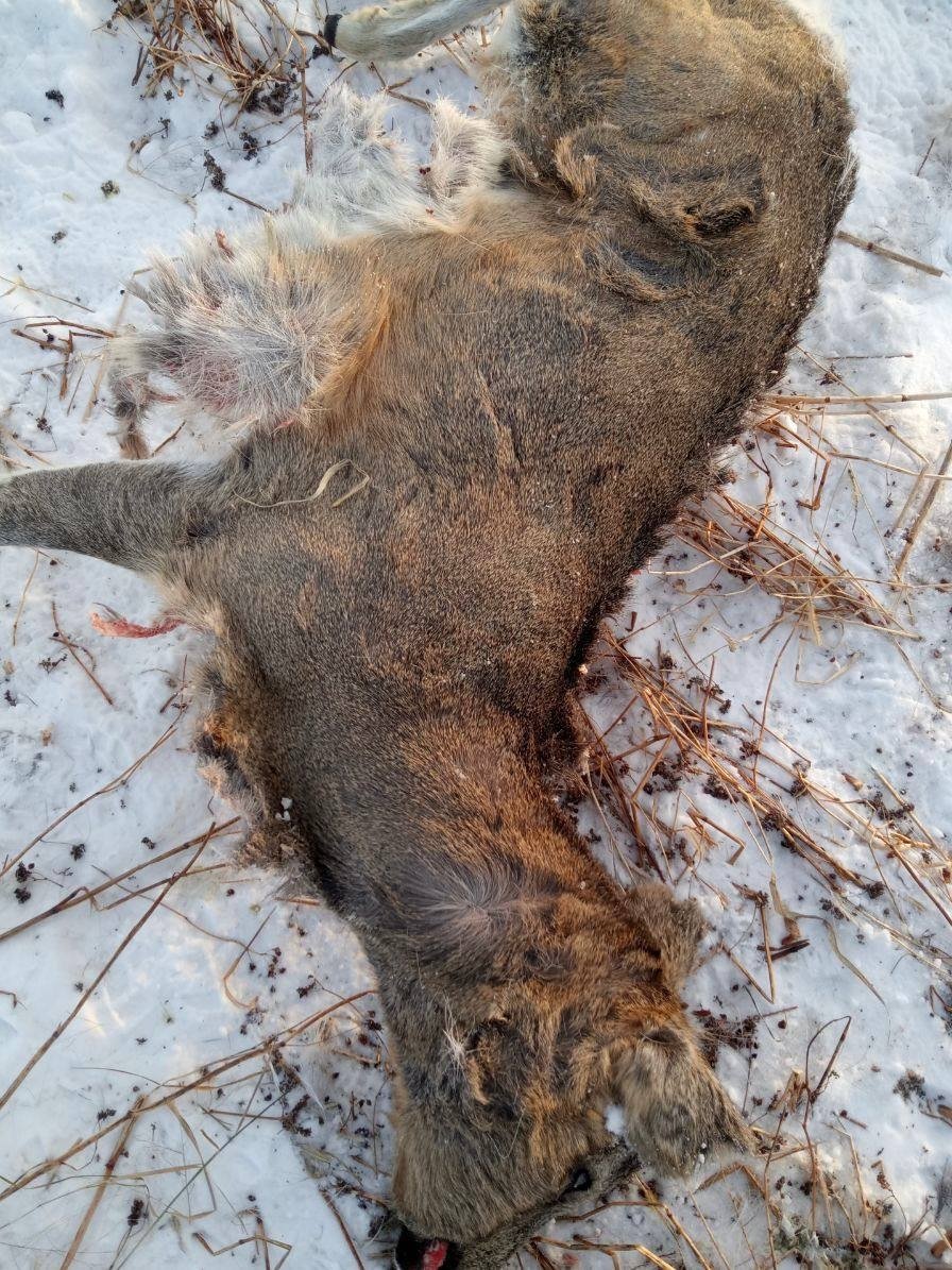 Пресс-служба Службы по охране и использованию объектов животного мира Иркутской области