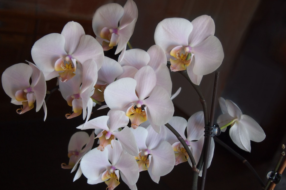 Тематическое фото pxhere.com