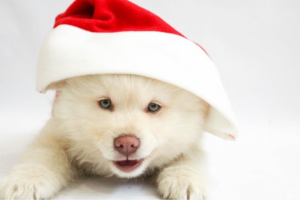 Тематическое фото pxhere.com