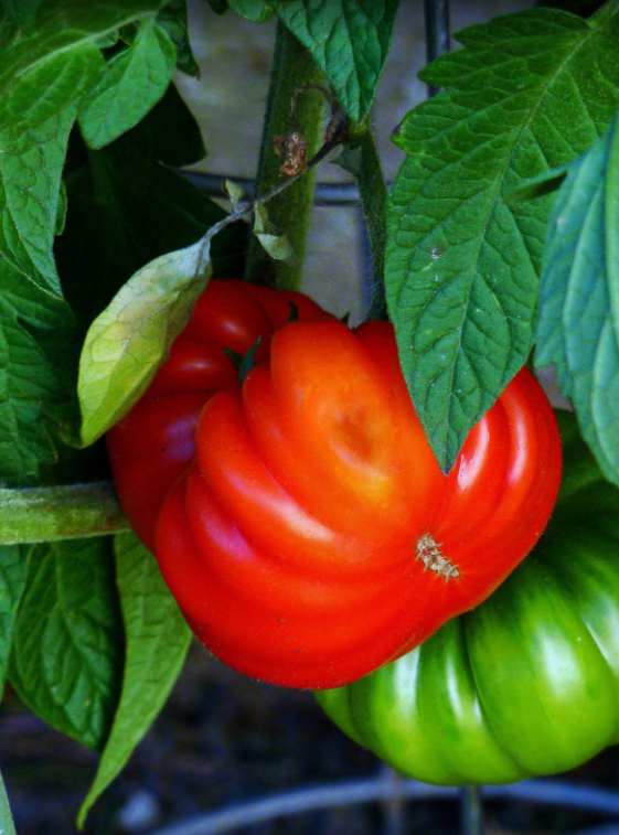 Тематическое фото pxhere.com