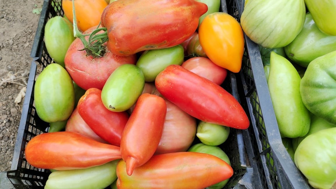 Томаты Автора