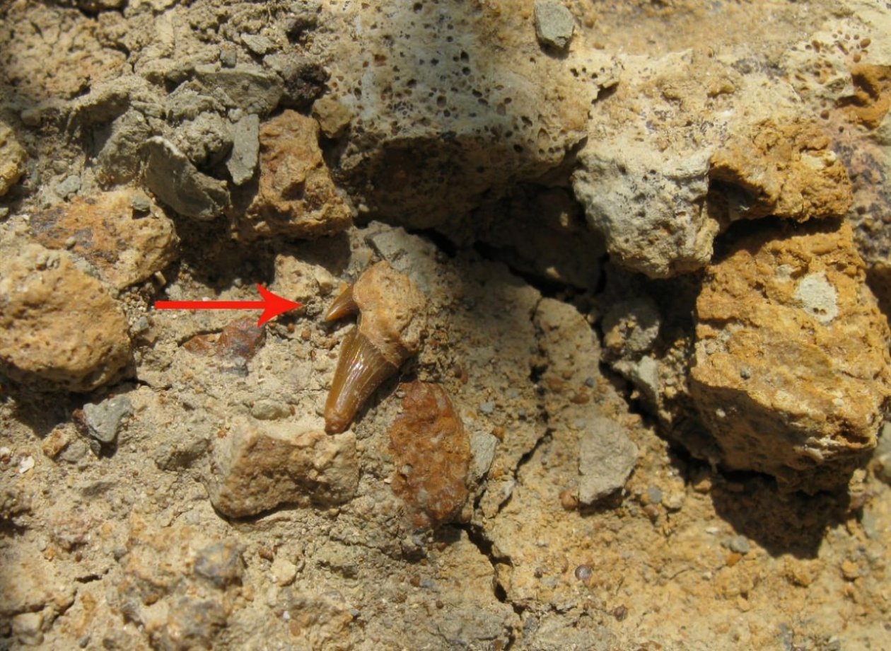 Зубы акулы нашли в Крыму Телеграм-канал &quotОкаменелости 2:0&quot (18+)