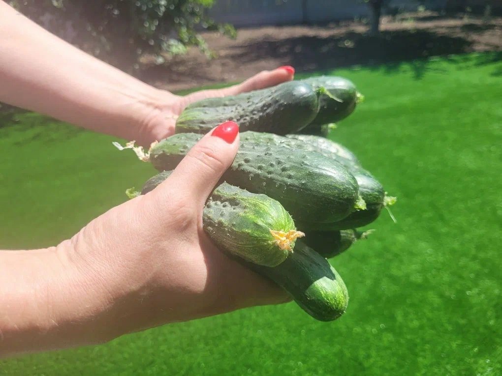 В 2026 посажу только их: шикарные сорта огурцов и томатов. Каждого по грядке, урожай ведрами ИА StavropolMedia