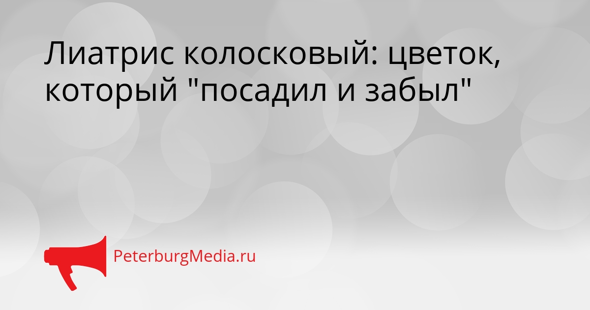 Лиатрис колосковый: цветок, который &quotпосадил и забыл&quot Сгенерировано