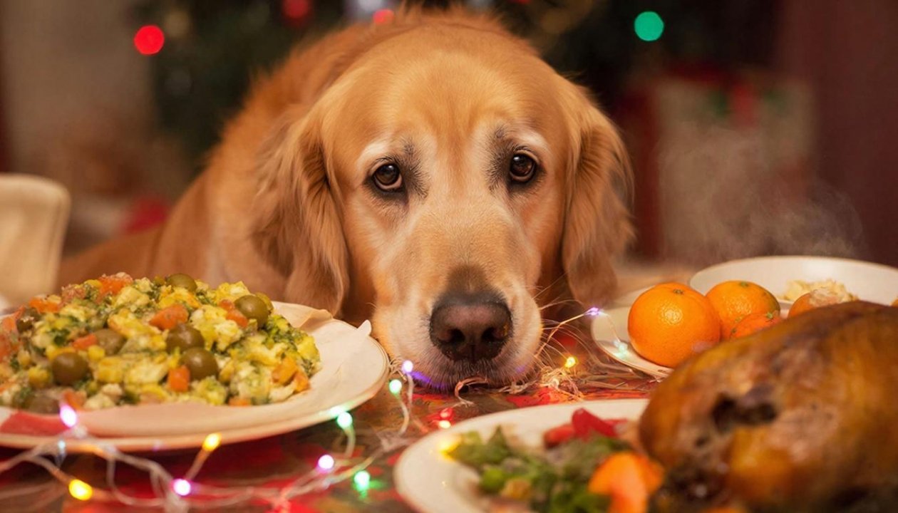 Не воровка, а хитрый манипулятор: как отучить собаку таскать еду со стола - запомнит с 1 раза ИИ Kandinsky (18+)