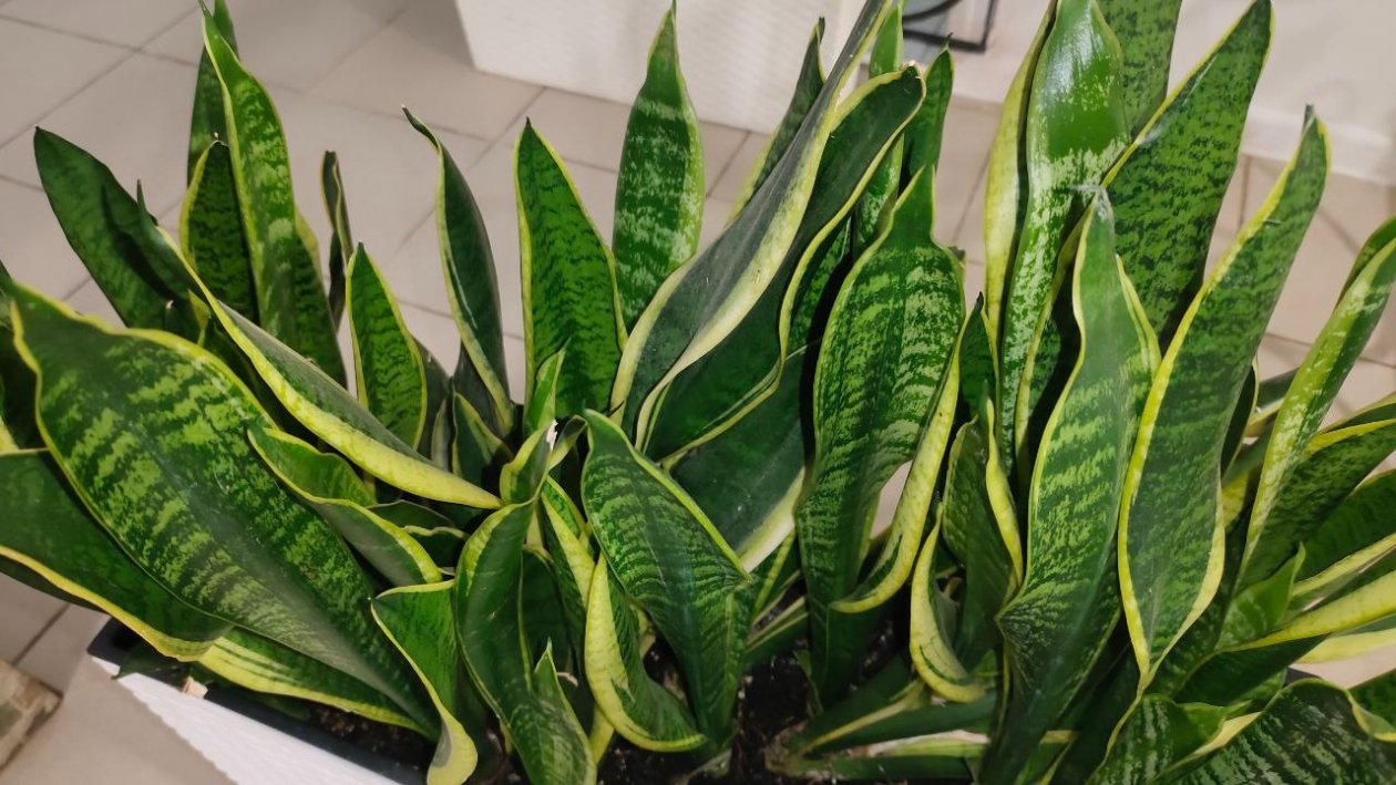 Тещин язык – растение-мечта: идеальный вариант для лентяев ИА StavropolMedia