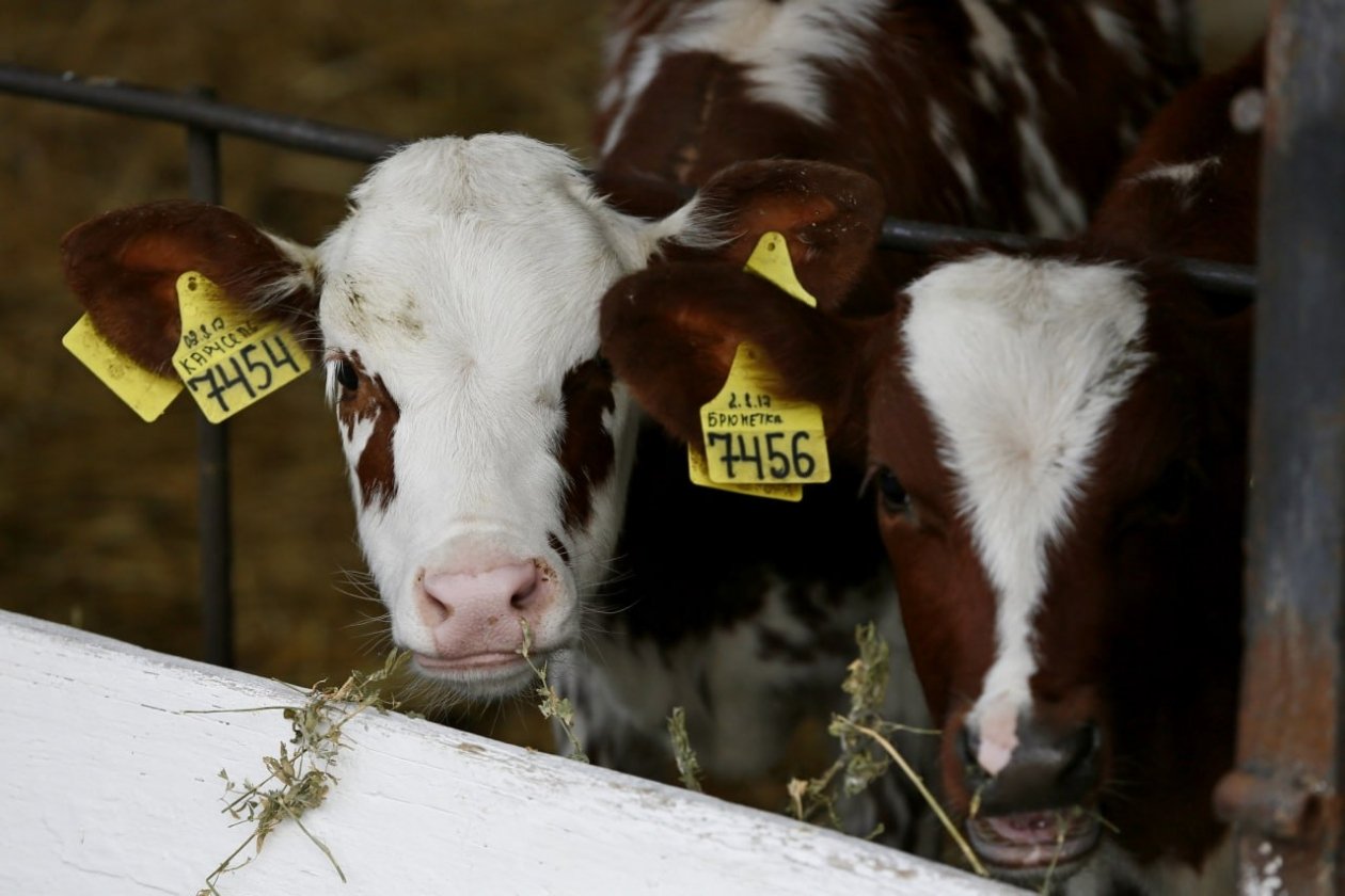 Кубань лидирует в России по выпуску фермерской продукции Пресс-служба администрации Краснодарского края
