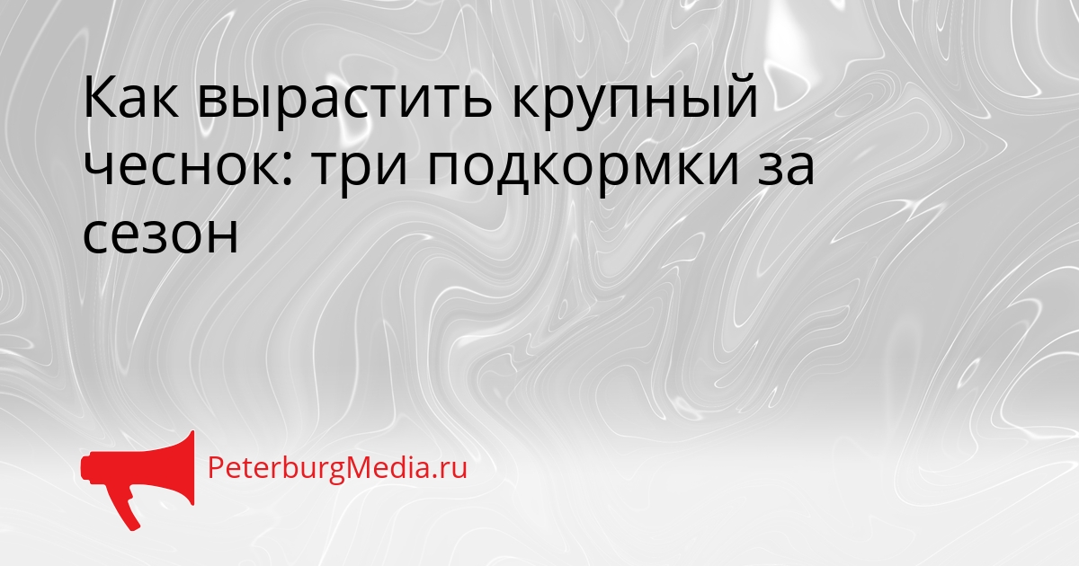 Как вырастить крупный чеснок: три подкормки за сезон Сгенерировано
