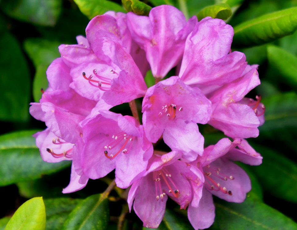 Тематическое фото pxhere.com