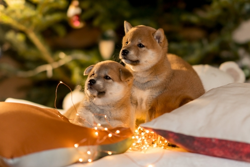 Невозможно оторвать взгляд: щенки этих пород настолько милы, что их путают с игрушками Александр Ратников, ИА PrimaMedia