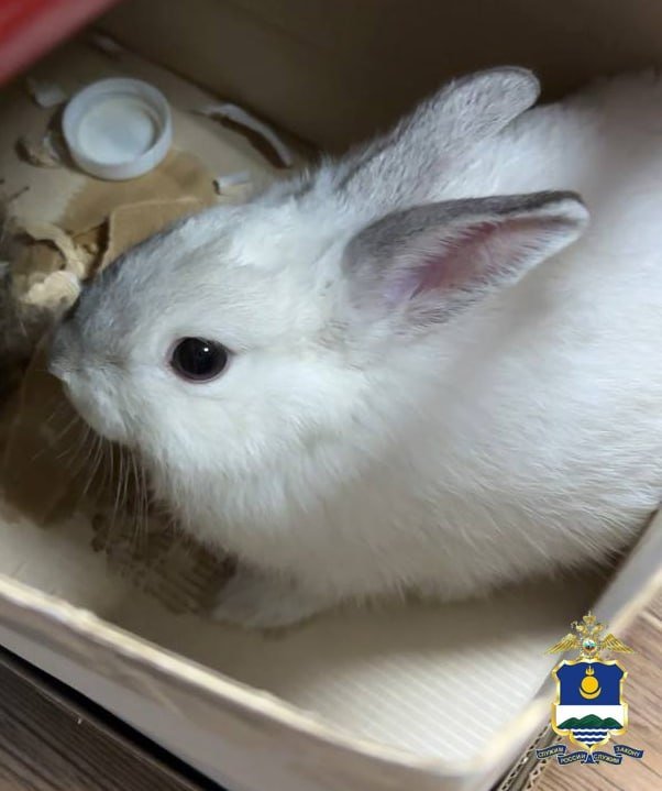 Житель Бурятии украл кролика в зоомагазине для беременной жены МВД по Бурятии
