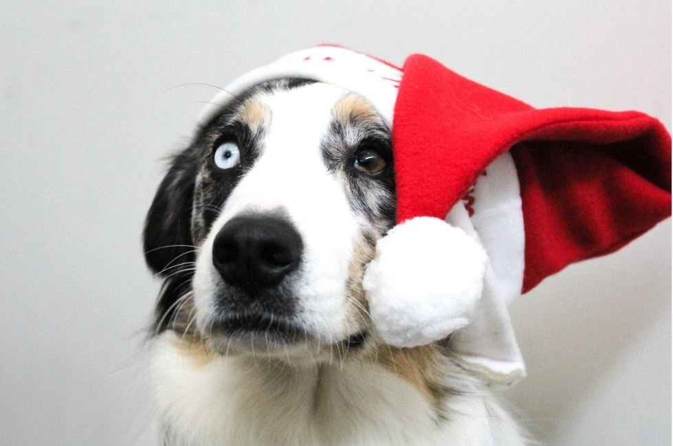 Тематическое фото pxhere.com