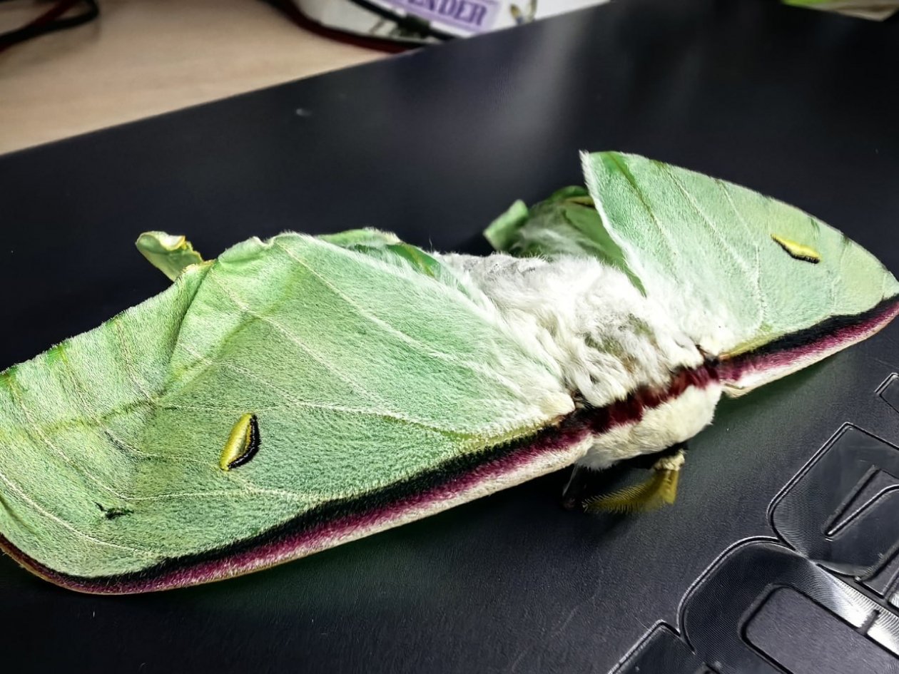 Павлиноглазка Инна Хохлова