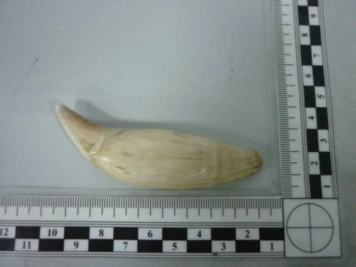 Багаж тгк (18+) ФТС России