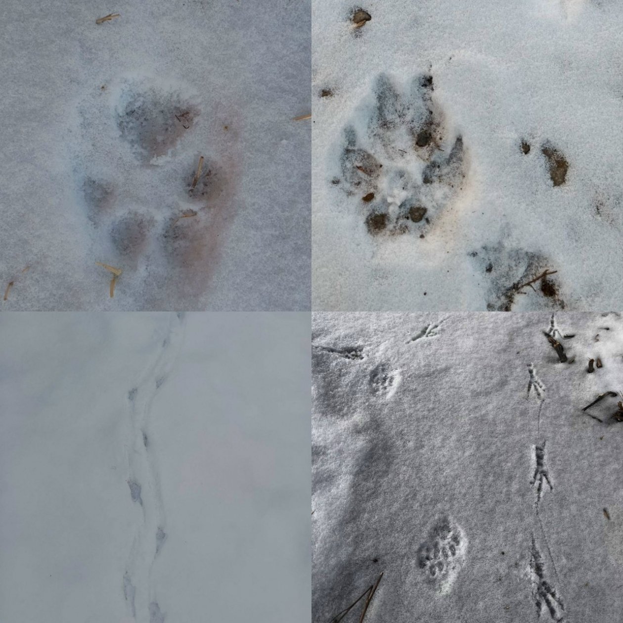 Следы белок, зайцев и птиц изучали юные следопыты Бурятии Национальный парк Тункинский