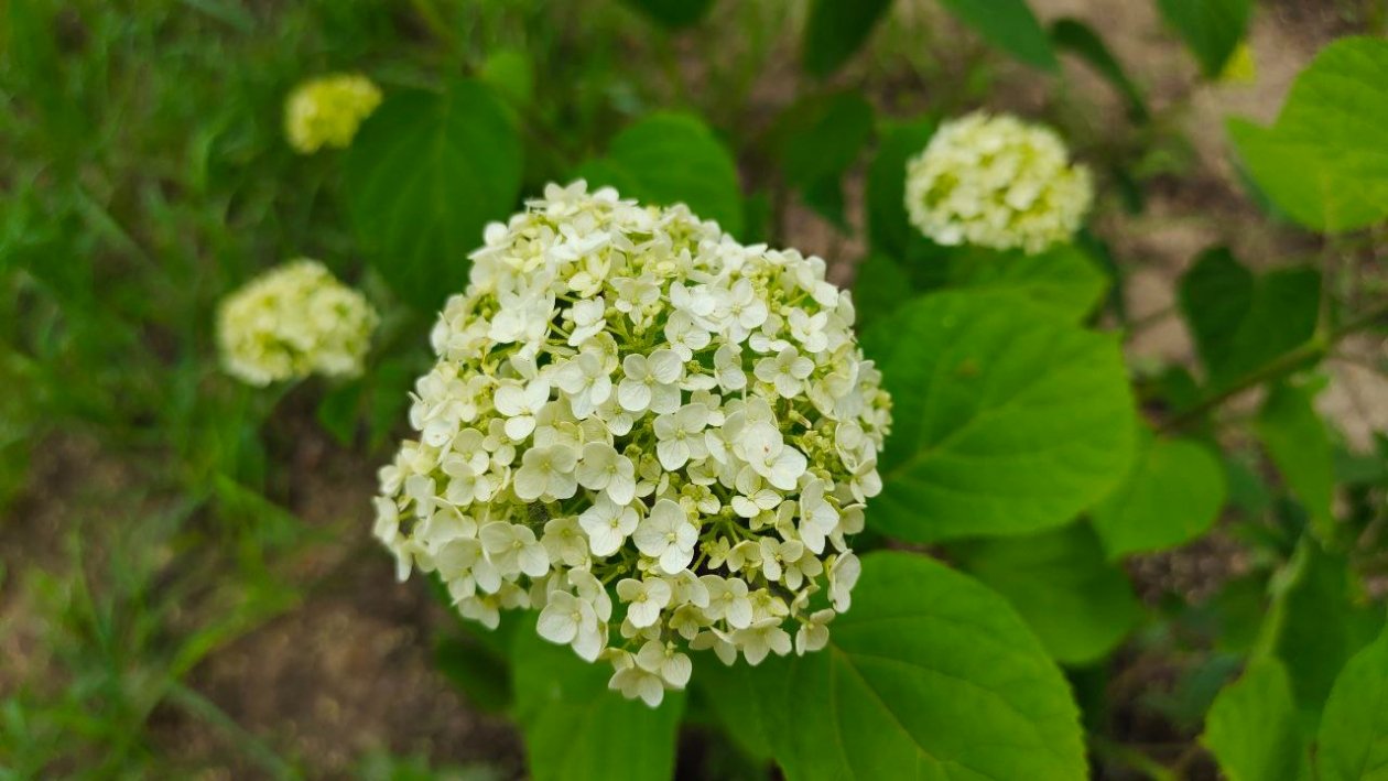 Гортензия Автора