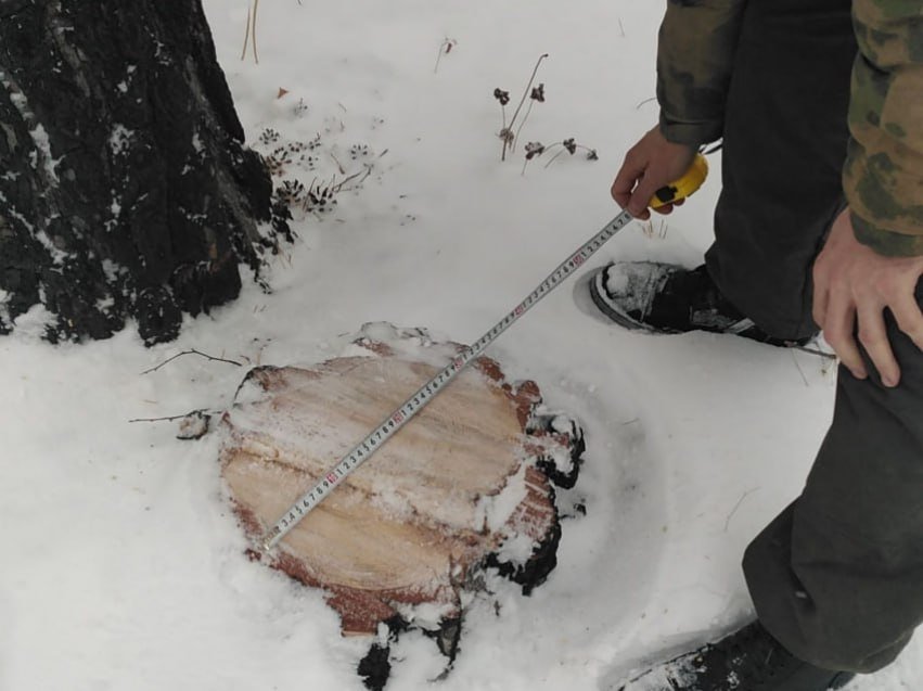 Вырубка леса Правительство Забайкальского края
