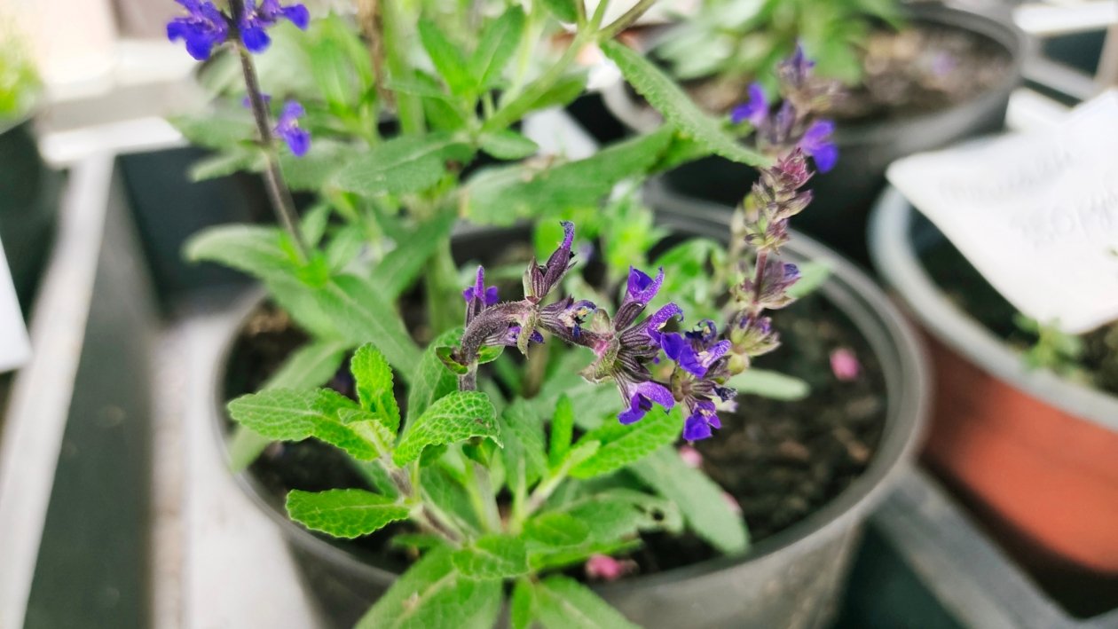 Цветы Автора