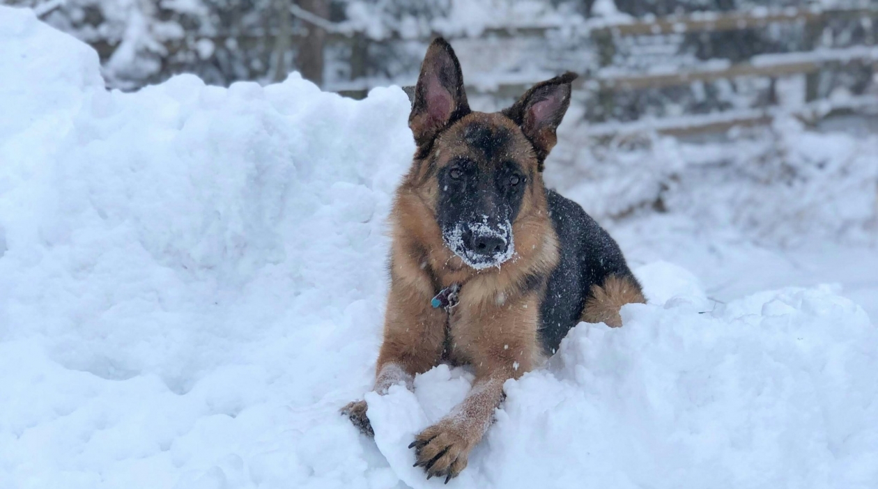Не только овчарка, алабай и хаски: 5 уникальных пород собак из России - о них мечтают во всем мире eggan mcmuffin / unsplash