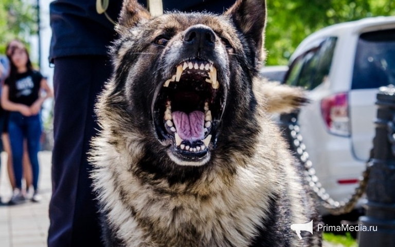 Злая собака ИА PrimaMedia