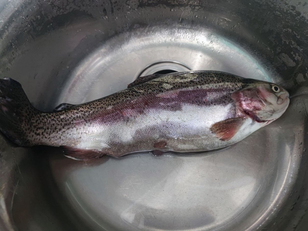 Не покупайте минтай: эта речная рыба - настоящий кладезь фосфора, а стоит сущие копейки ИА Stavropol.Media