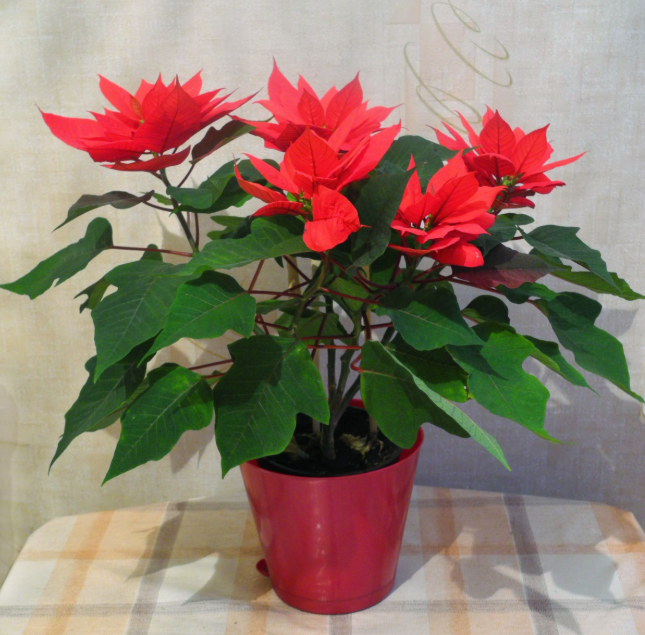 Тематическое фото pxhere.com