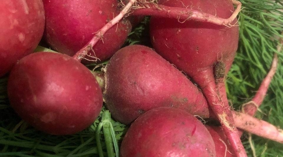 Забыла про пустую и горькую редиску: сажаю только этот сорт - созревает ведрами за 21 день Артем Дубенчук