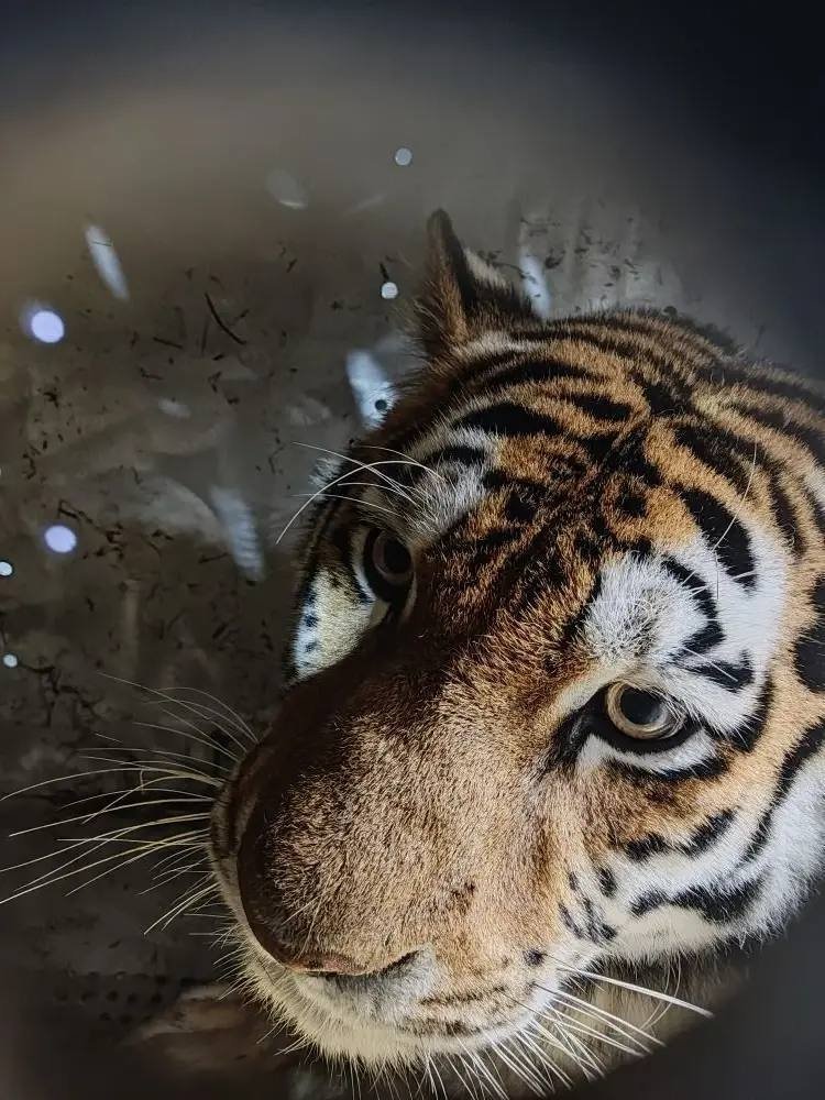 Тигрица КГБУ &quotСлужба по охране животного мира и особо охраняемых природных территорий Хабаровского края&quot