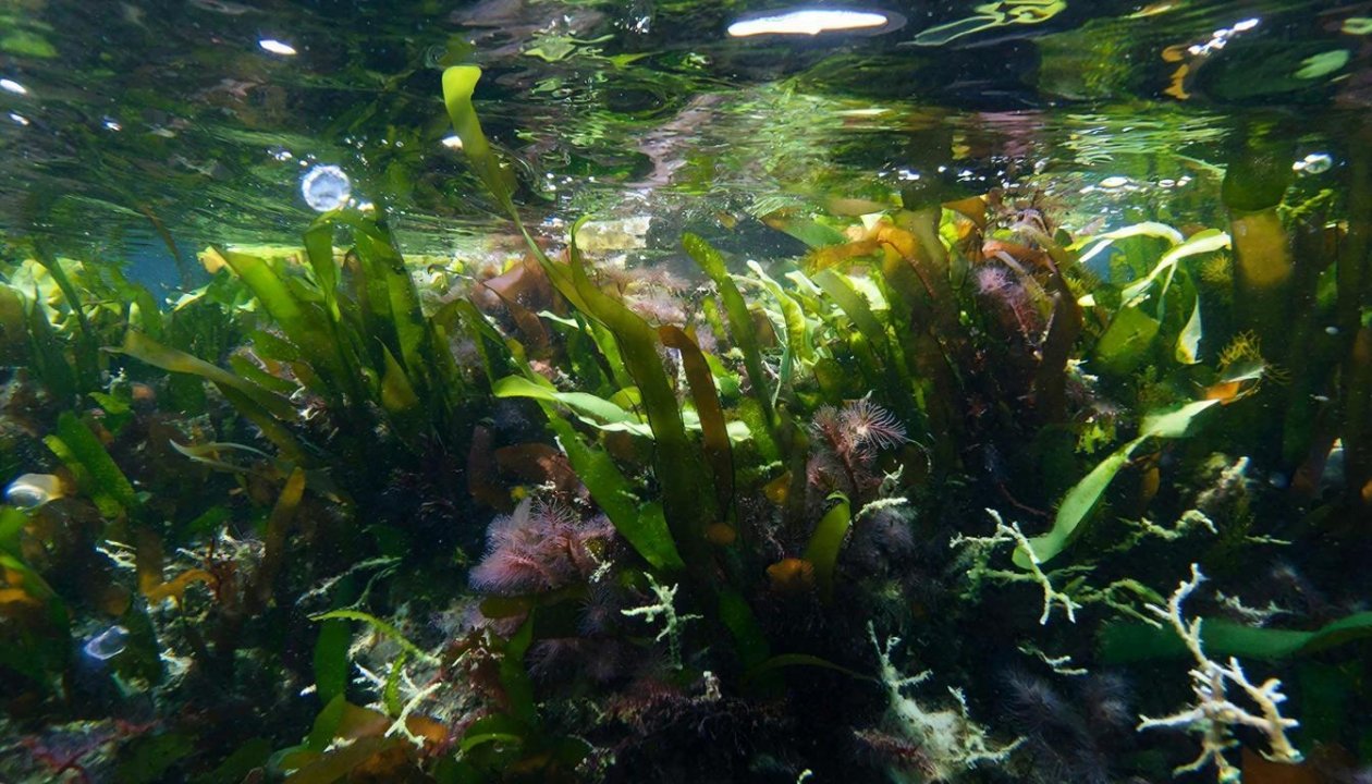 Водоросли GigaChat