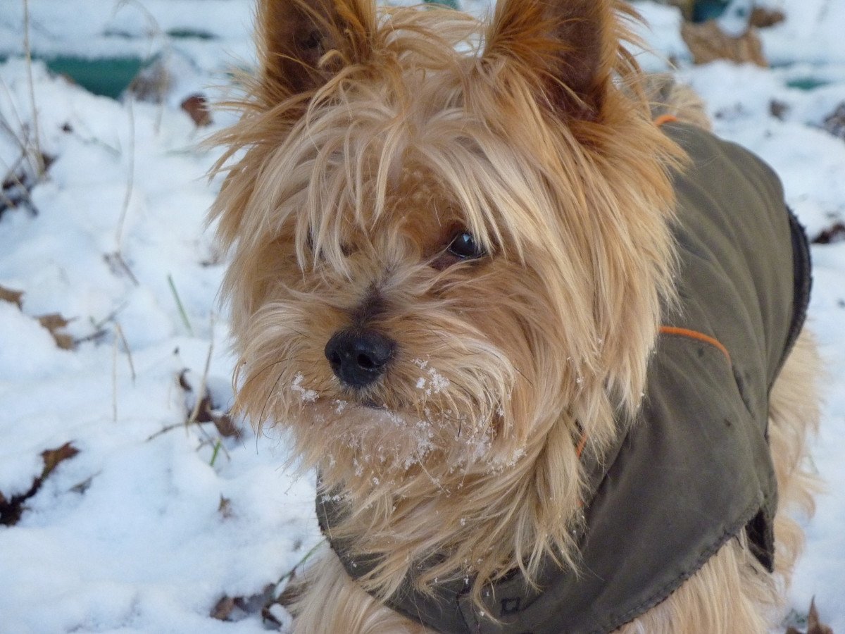 Зимняя прогулка pxhere.com