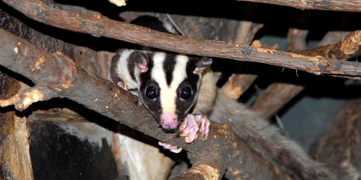 Новые редкие виды животных поселились в Московском зоопарке https://www.mos.ru