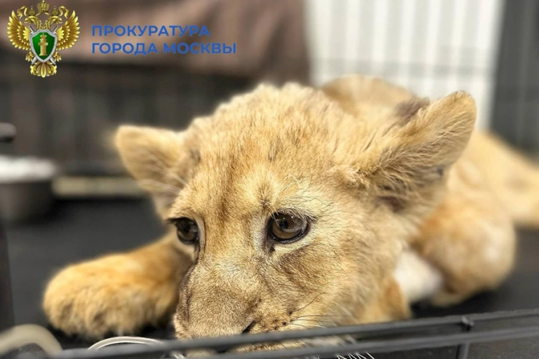 Львенка в критическом состоянии забрали у блогера из апартаментов в &quotМосква-Сити&quot https://t.me/moscowproc